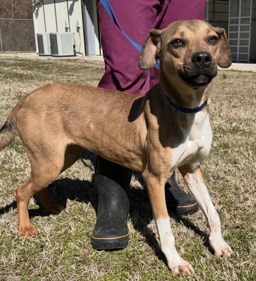 Enlarge Dolly, a Adoptable mixed breed in Washington, DC image 4/6