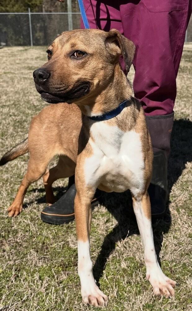 Enlarge Dolly, a Adoptable mixed breed in Washington, DC image 5/6