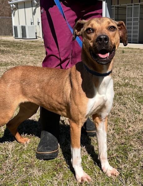 Enlarge Dolly, a Adoptable mixed breed in Washington, DC image 6/6