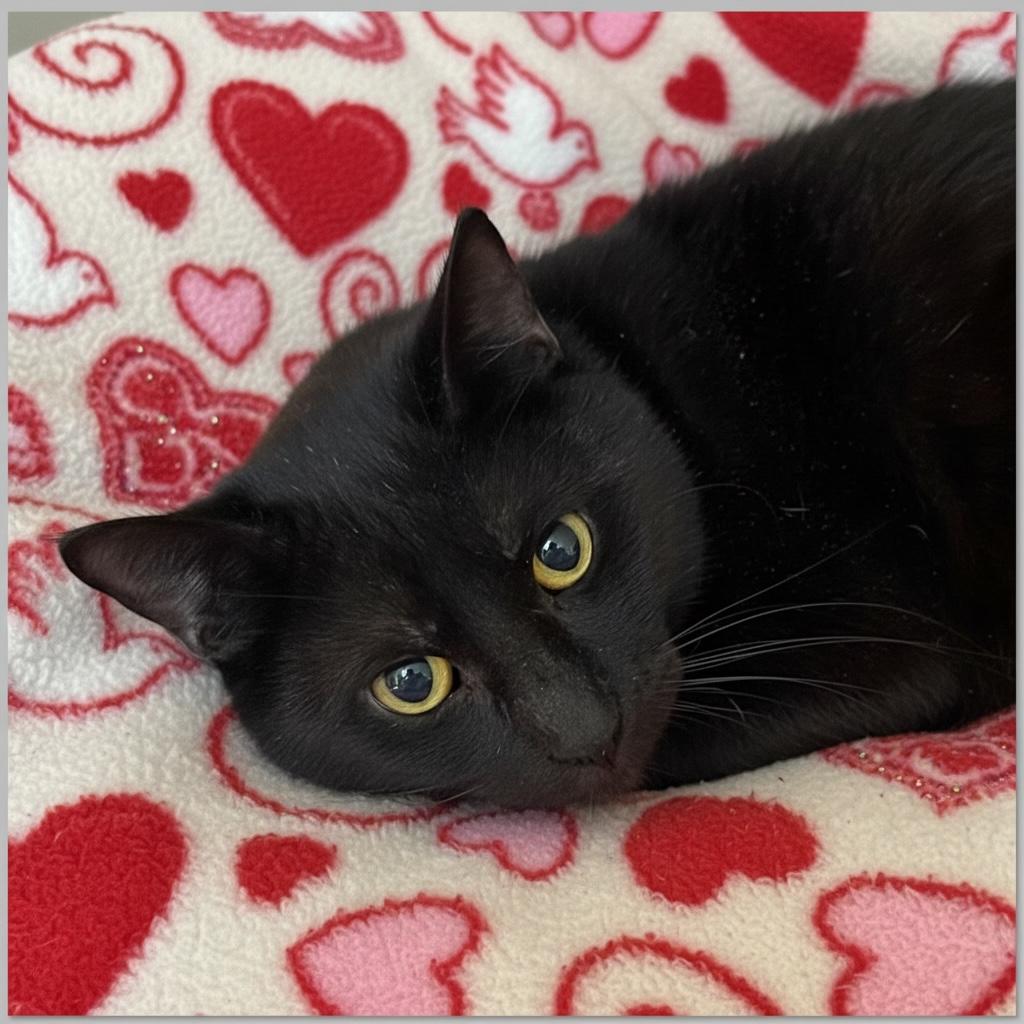 Arrow , Adoptable, Young Male Domestic Short Hair.