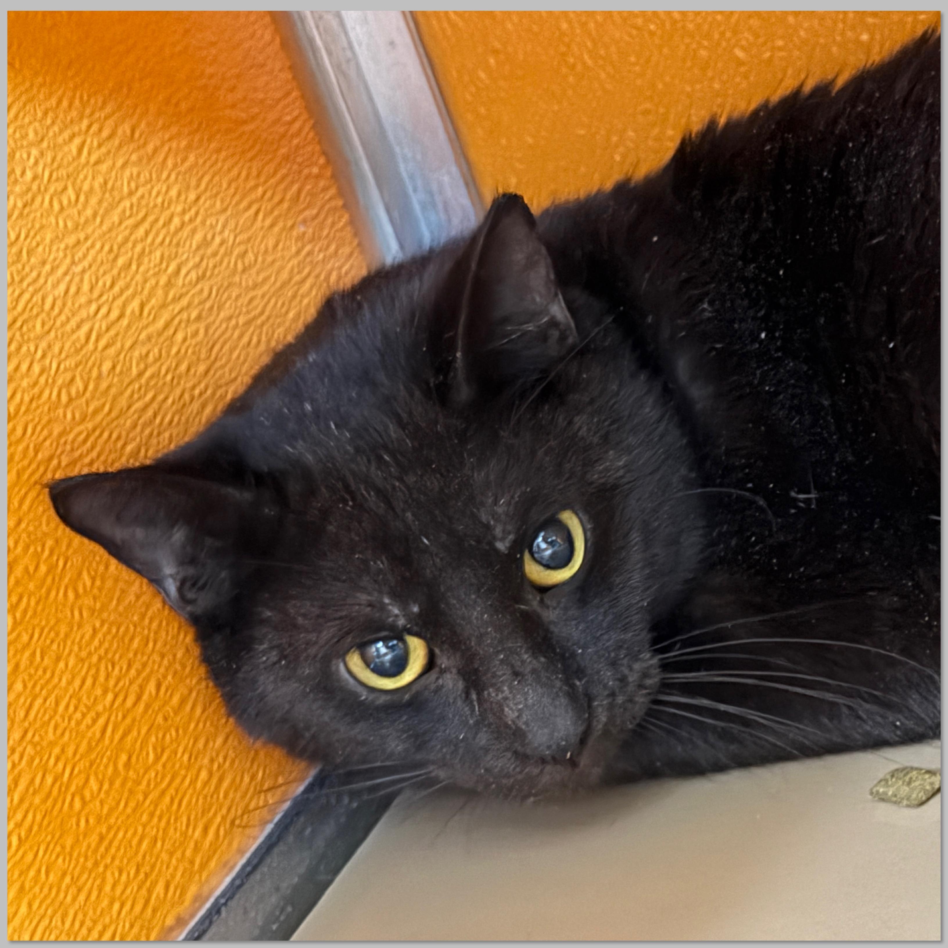 Enlarge Arrow , a Adoptable Domestic Short Hair in Elyria, OH image 2/2