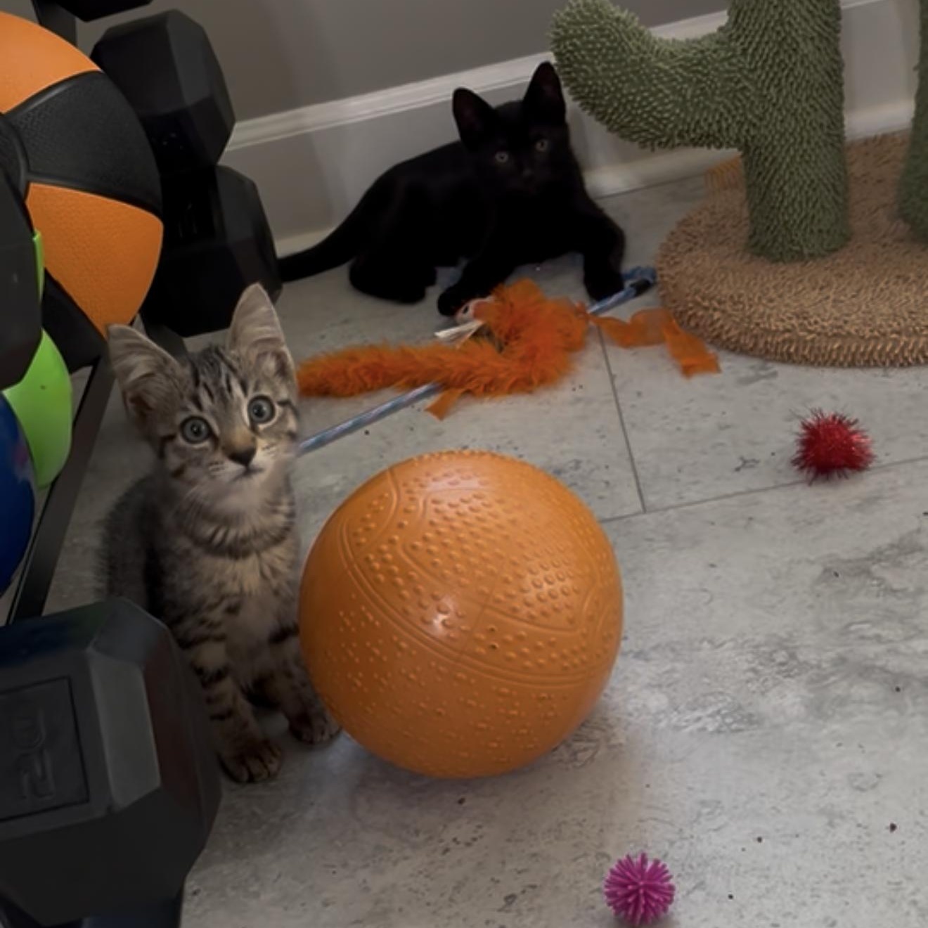 Enlarge Pixie & Blackjack, a Adopted Domestic Short Hair in Birmingham, AL image 2/6