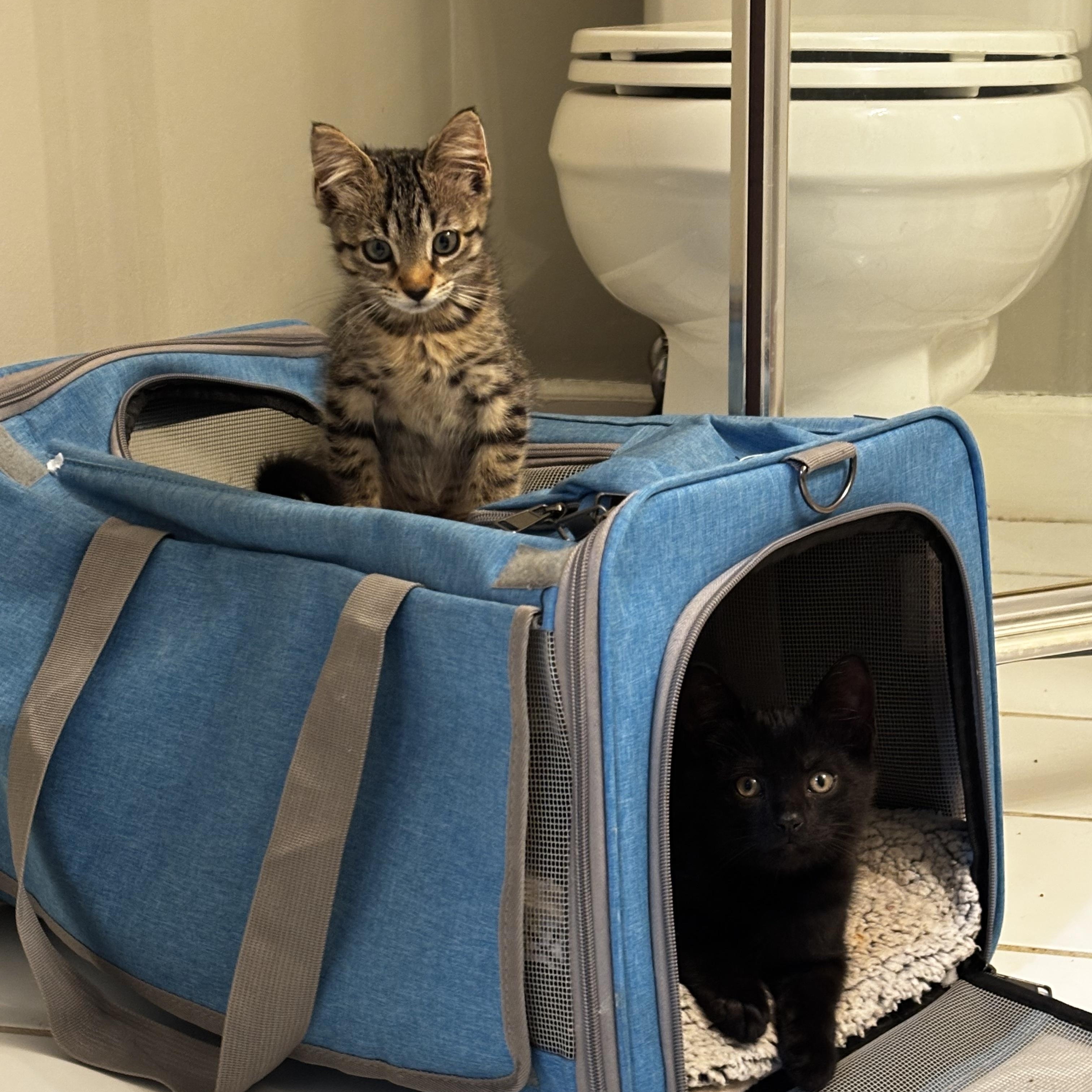 Pixie & Blackjack, Adopted, Kitten Female Domestic Short Hair.