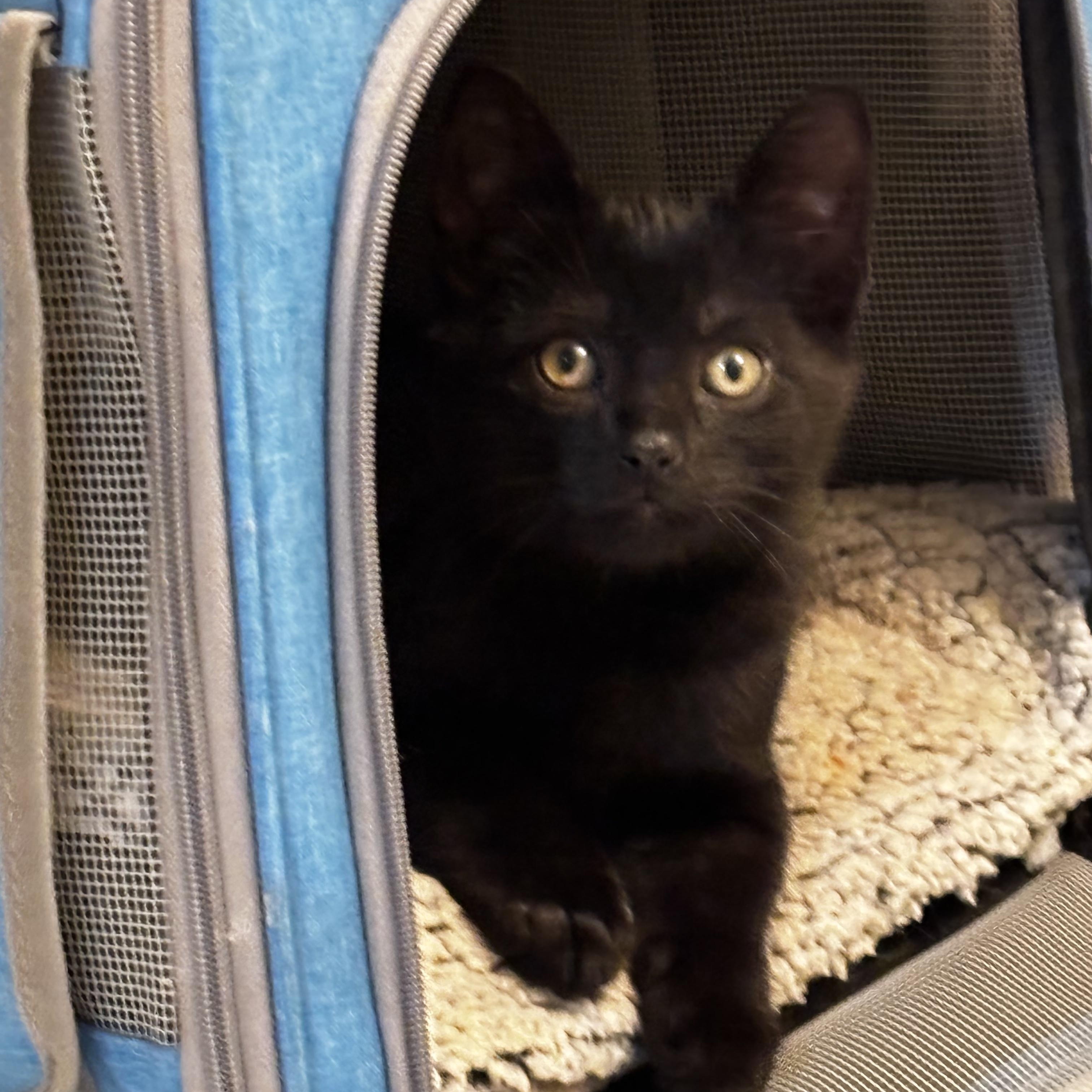 Enlarge Pixie & Blackjack, a Adopted Domestic Short Hair in Birmingham, AL image 3/6