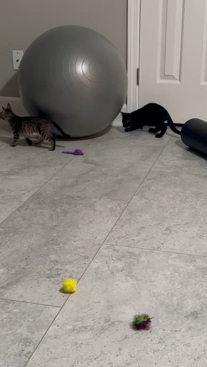 Enlarge Pixie & Blackjack, a Adopted Domestic Short Hair in Birmingham, AL video 6/6