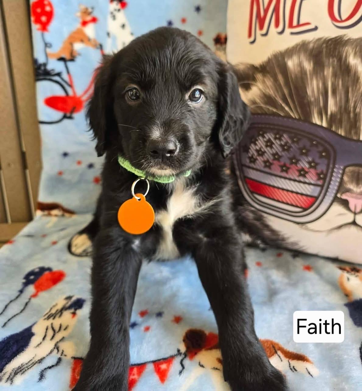 Faith, adopted, Puppy Female Border Collie & Goldendoodle.