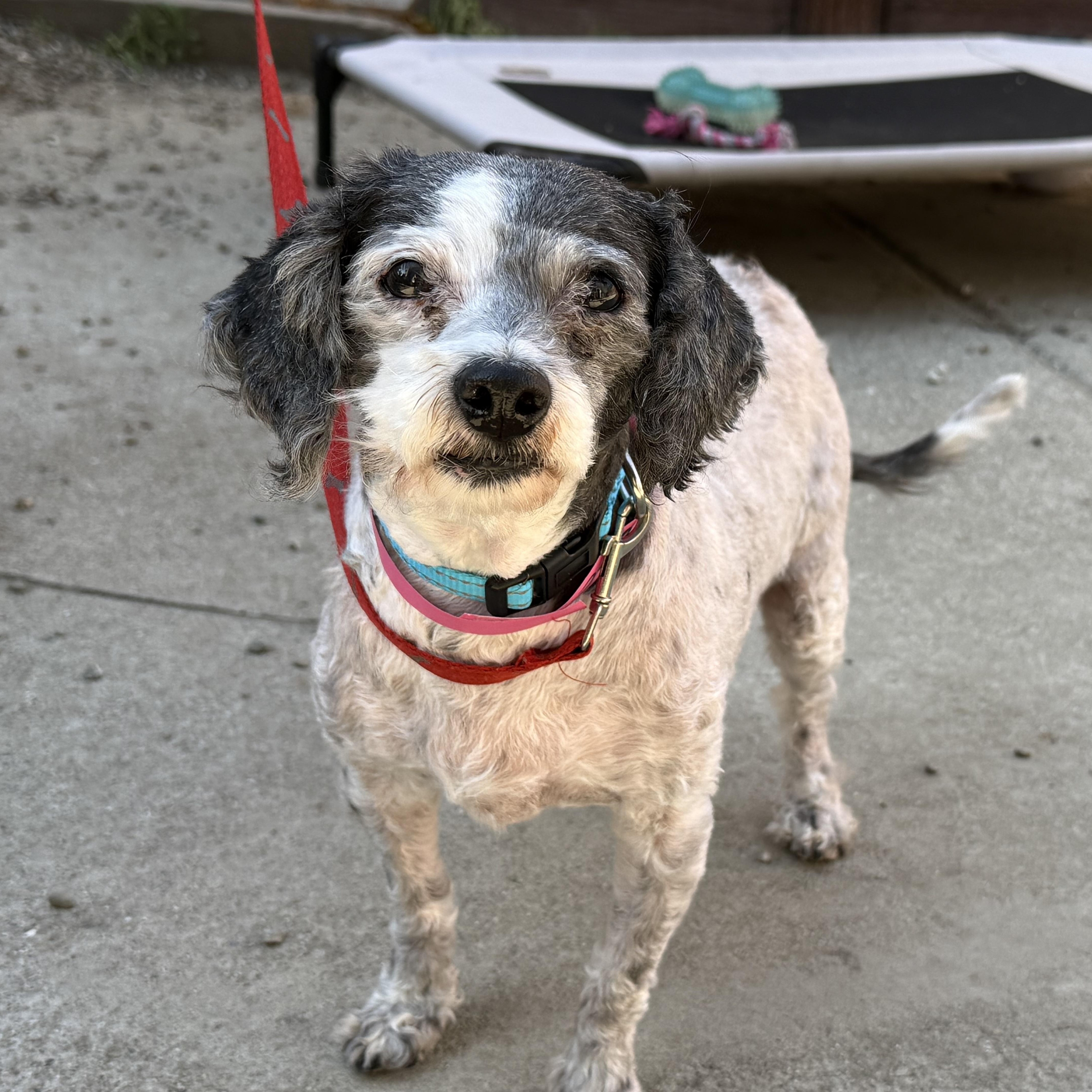 Amy, a ADOPTABLE mixed breed in Pleasanton, CA image 2/2