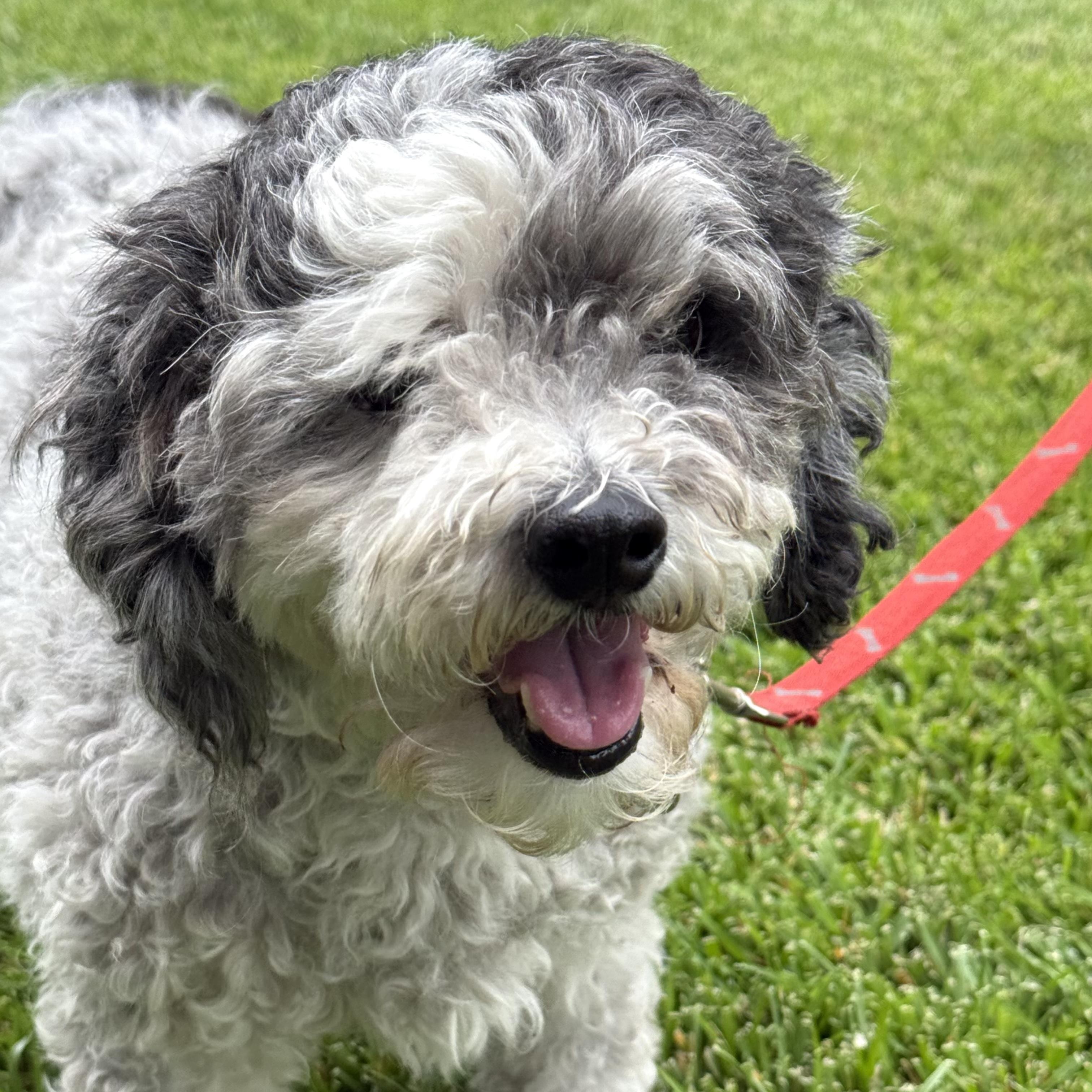 Amy, a ADOPTABLE mixed breed in Pleasanton, CA image 5/5