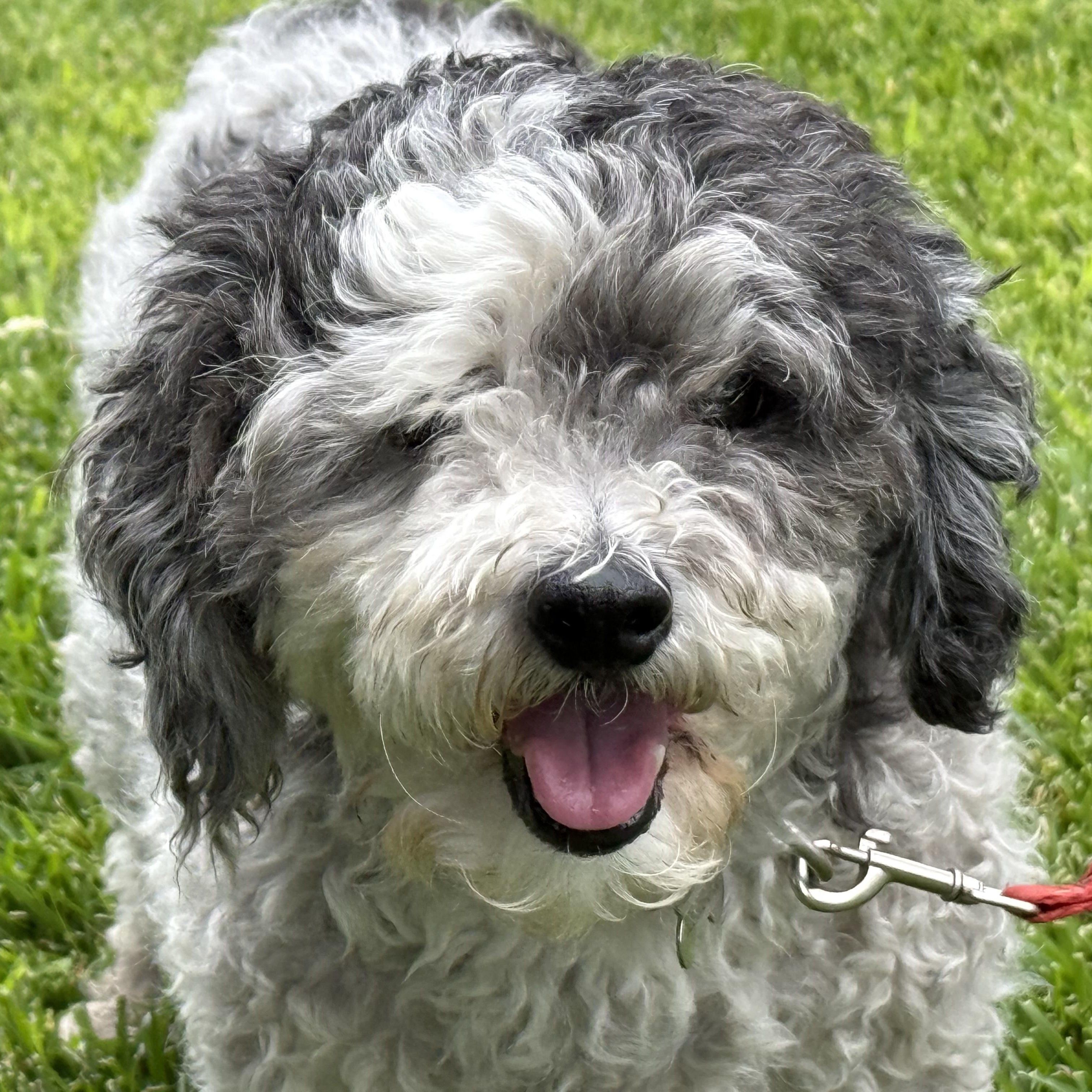 Amy, ADOPTABLE, Adult Female Poodle & Shih Tzu.