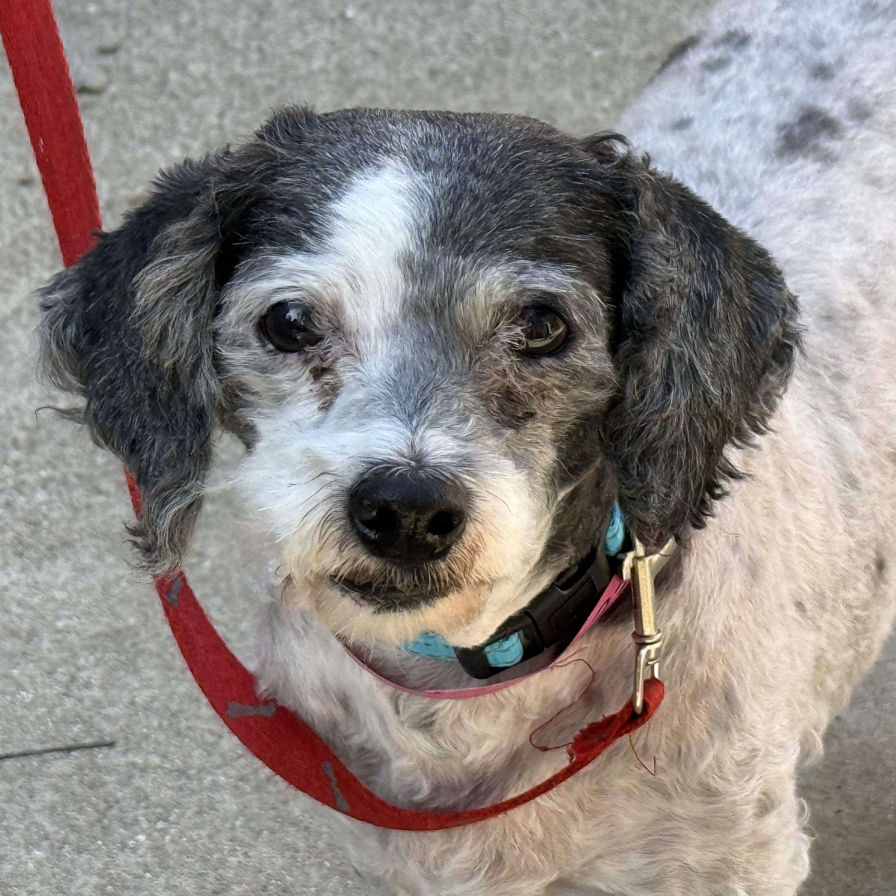 Amy, ADOPTABLE, Adult Female Poodle & Miniature Schnauzer.