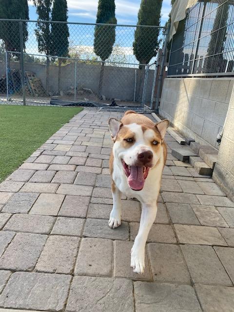 Enlarge Olive & Pickles, a Adoptable Bulldog in Mira Loma, CA image 2/3