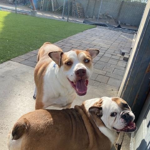 Enlarge Olive & Pickles, a Adoptable Bulldog in Mira Loma, CA image 1/3