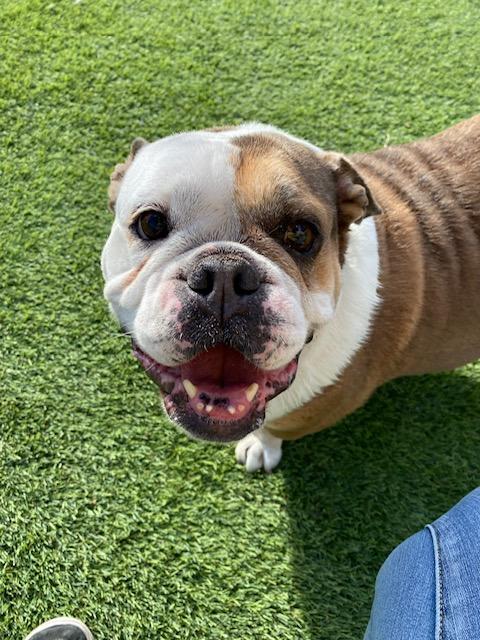 Enlarge Olive & Pickles, a Adoptable Bulldog in Mira Loma, CA image 3/3