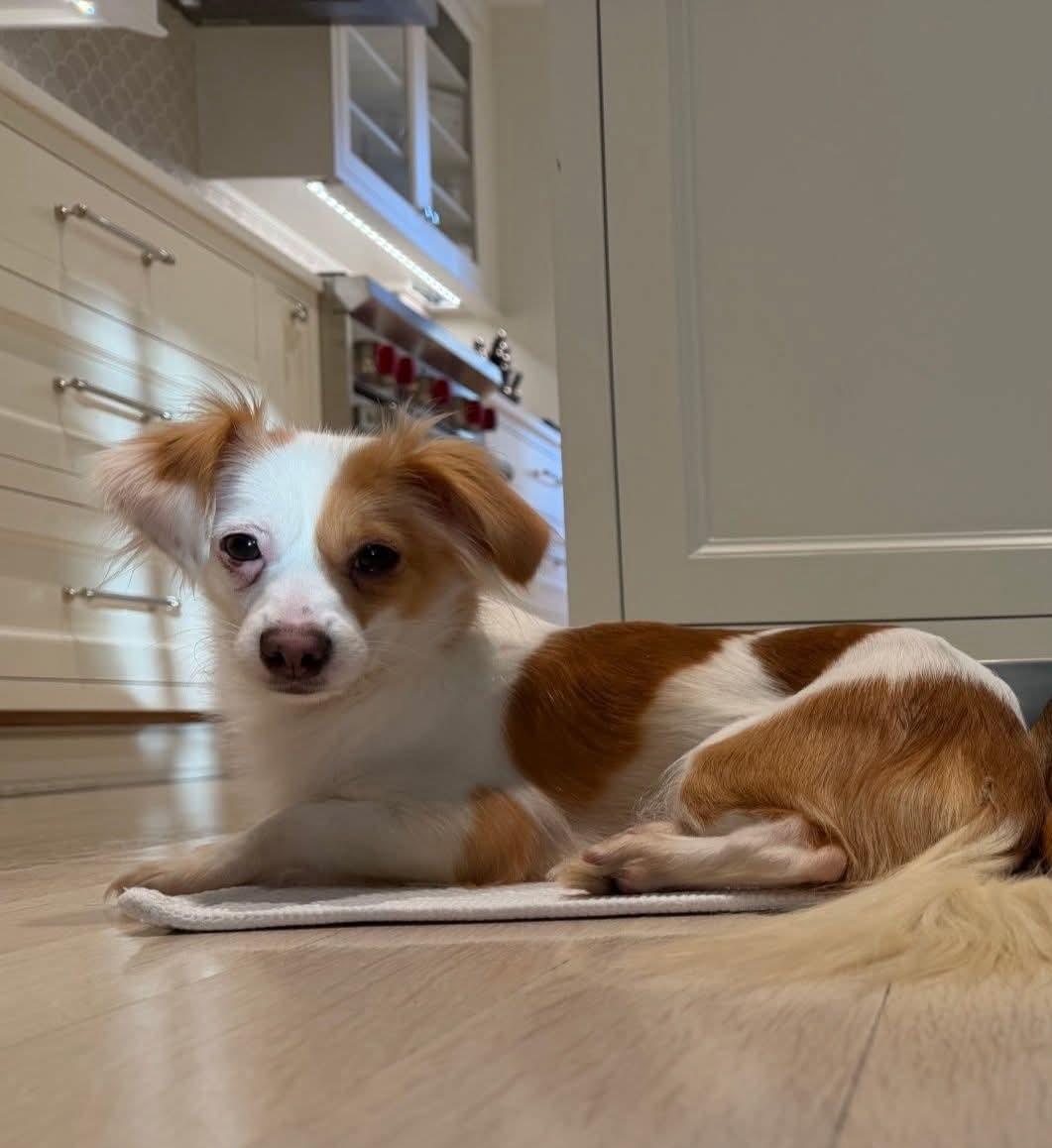 Paloma and Bianca, ADOPTABLE, Young Female Chihuahua.