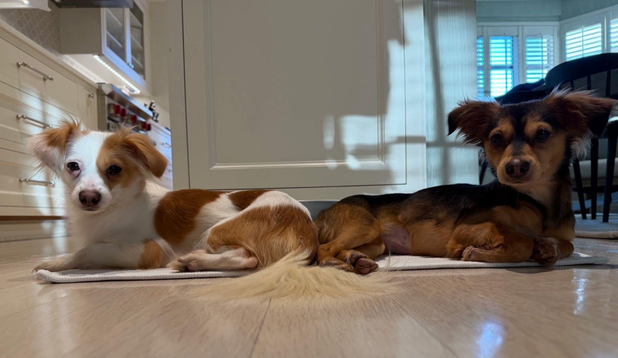 Enlarge Paloma and Bianca, a ADOPTABLE Chihuahua in Ozone Park, NY image 2/3