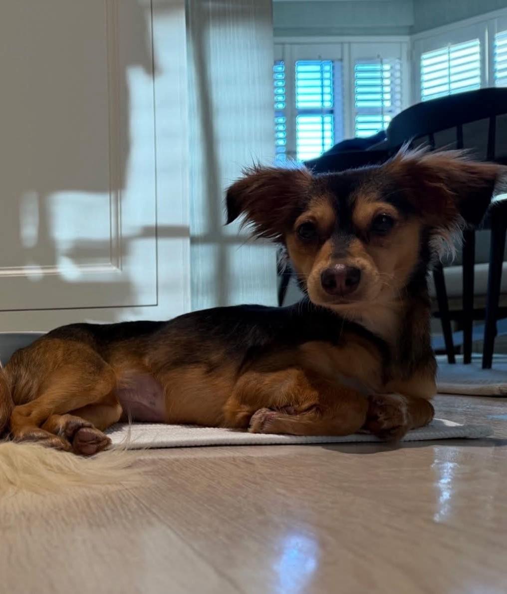 Enlarge Paloma and Bianca, a ADOPTABLE Chihuahua in Ozone Park, NY image 3/3