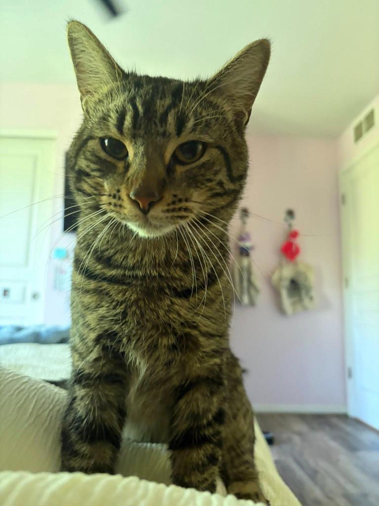 Yoshi, Adoptable, Young Male Domestic Short Hair.