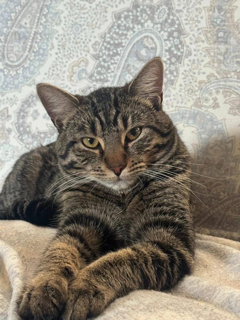 Enlarge Yoshi, a Adoptable mixed breed in Libertyville, IL image 2/6