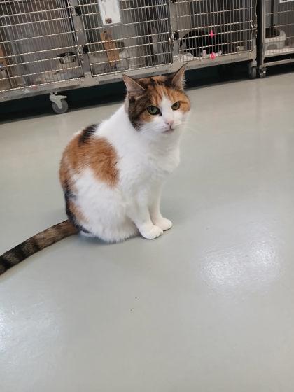 Enlarge Sophie, a ADOPTABLE Domestic Short Hair in Boyne City, MI image 2/3