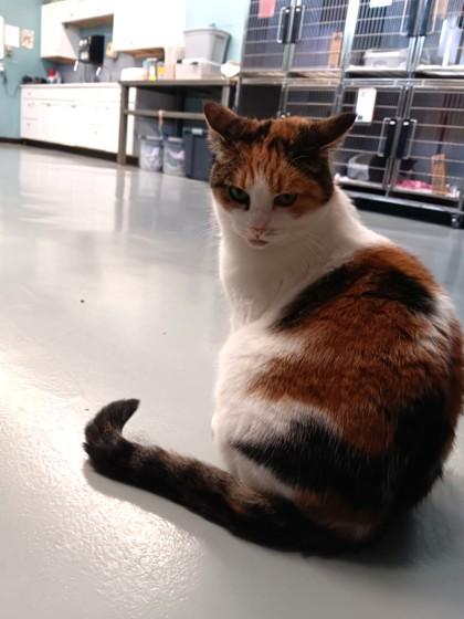 Enlarge Sophie, a ADOPTABLE Domestic Short Hair in Boyne City, MI image 1/3