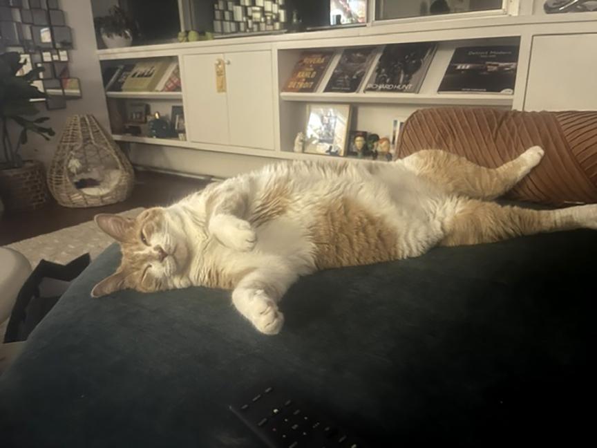 Enlarge Sparky, an adopted Domestic Short Hair in Chicago, IL image 3/5