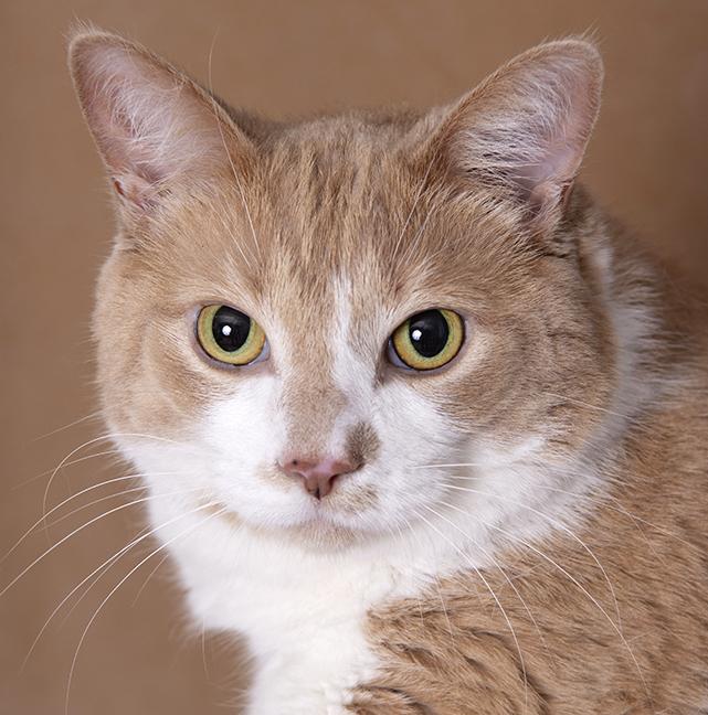 Sparky, adopted, Adult Male Domestic Short Hair.