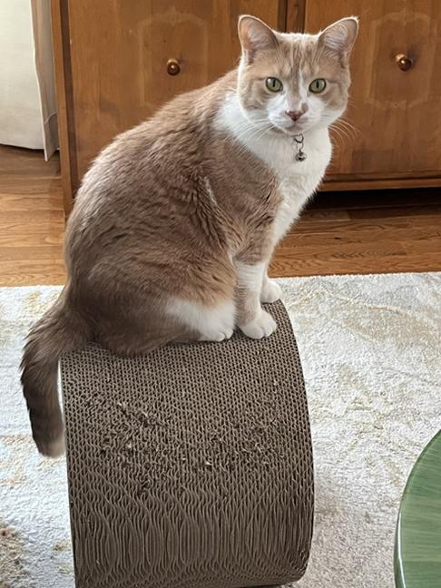 Enlarge Sparky, an adopted Domestic Short Hair in Chicago, IL image 2/5