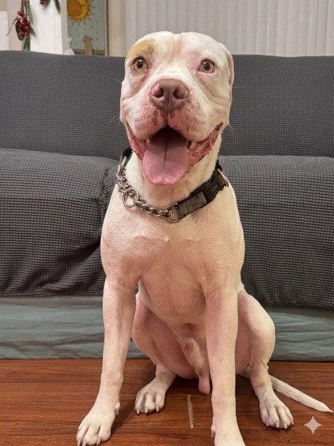 Bronx, Adoptable, Adult Male American Bulldog.