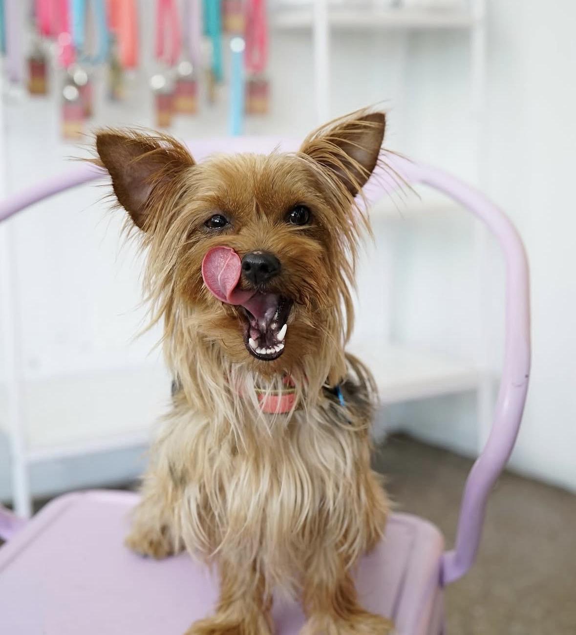 Lucy, an adopted Yorkshire Terrier in Pasadena, CA image 3/6