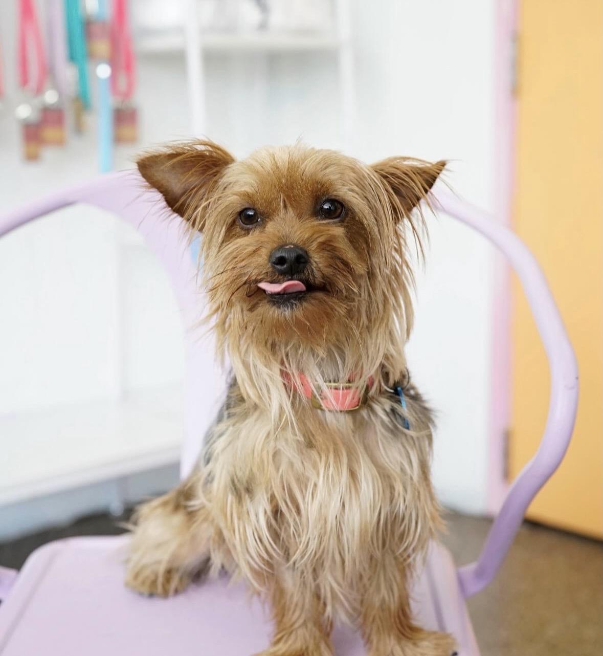 Lucy, an adopted Yorkshire Terrier in Pasadena, CA image 6/6