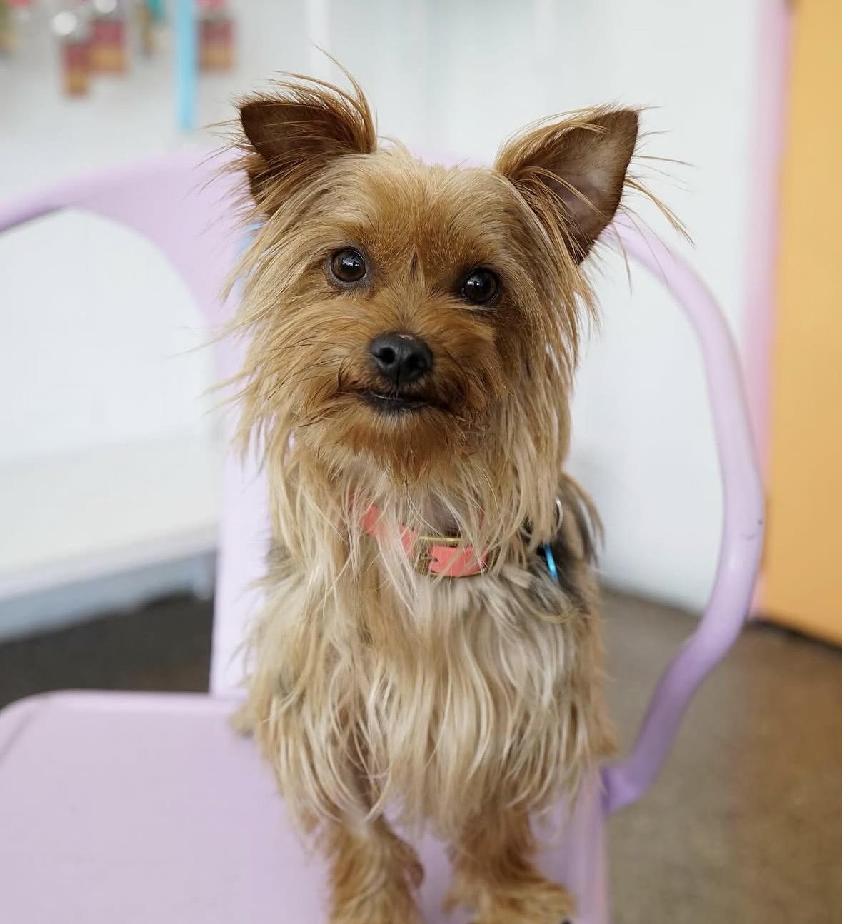 Lucy, adopted, Adult Female Yorkshire Terrier.