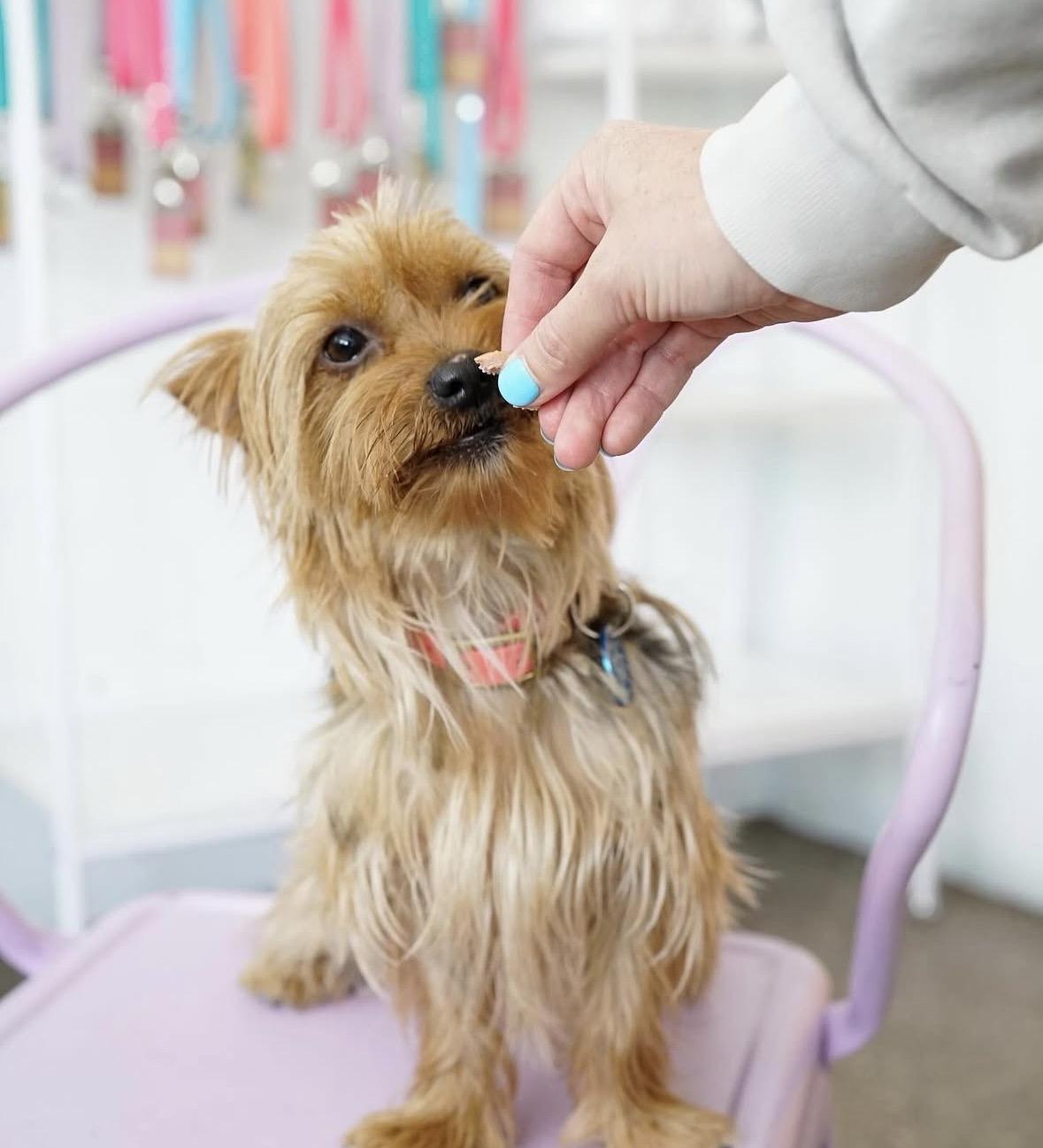 Lucy, an adopted Yorkshire Terrier in Pasadena, CA image 4/6
