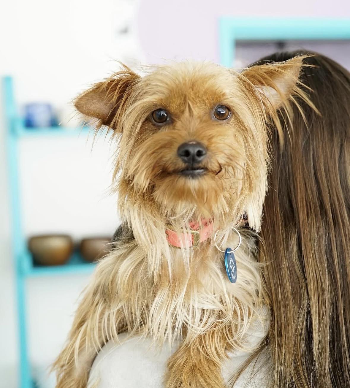 Lucy, an adopted Yorkshire Terrier in Pasadena, CA image 5/6