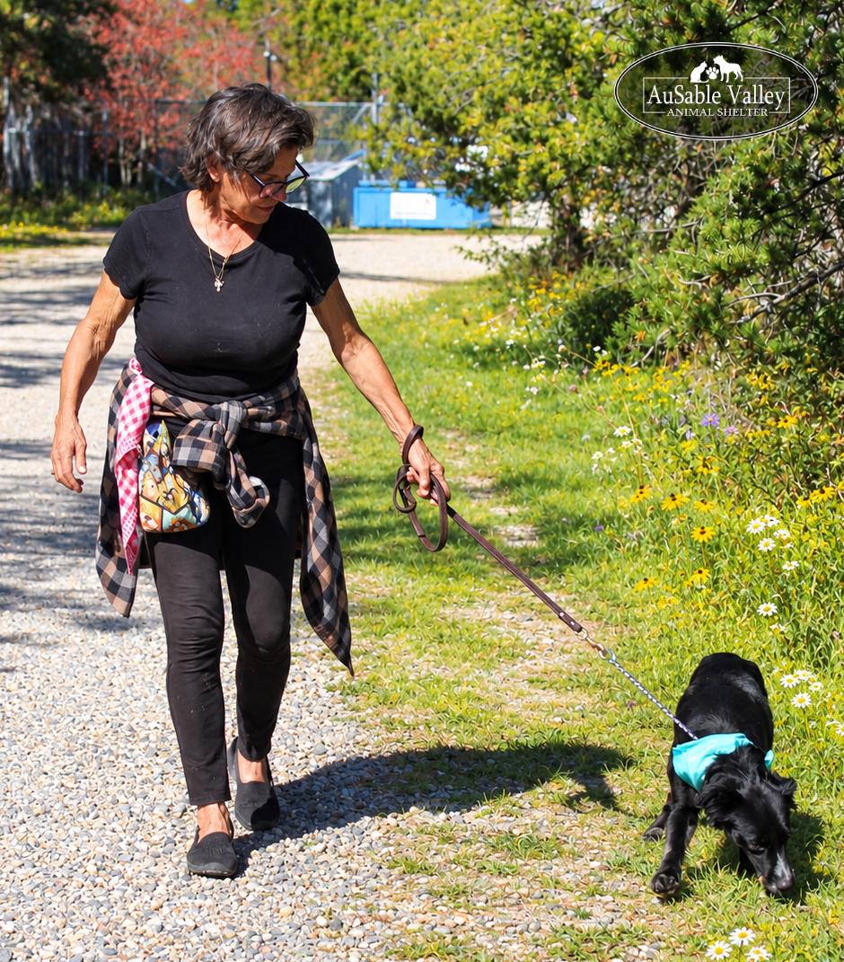 Enlarge Misha, a Adoptable mixed breed in Grayling, MI image 3/6