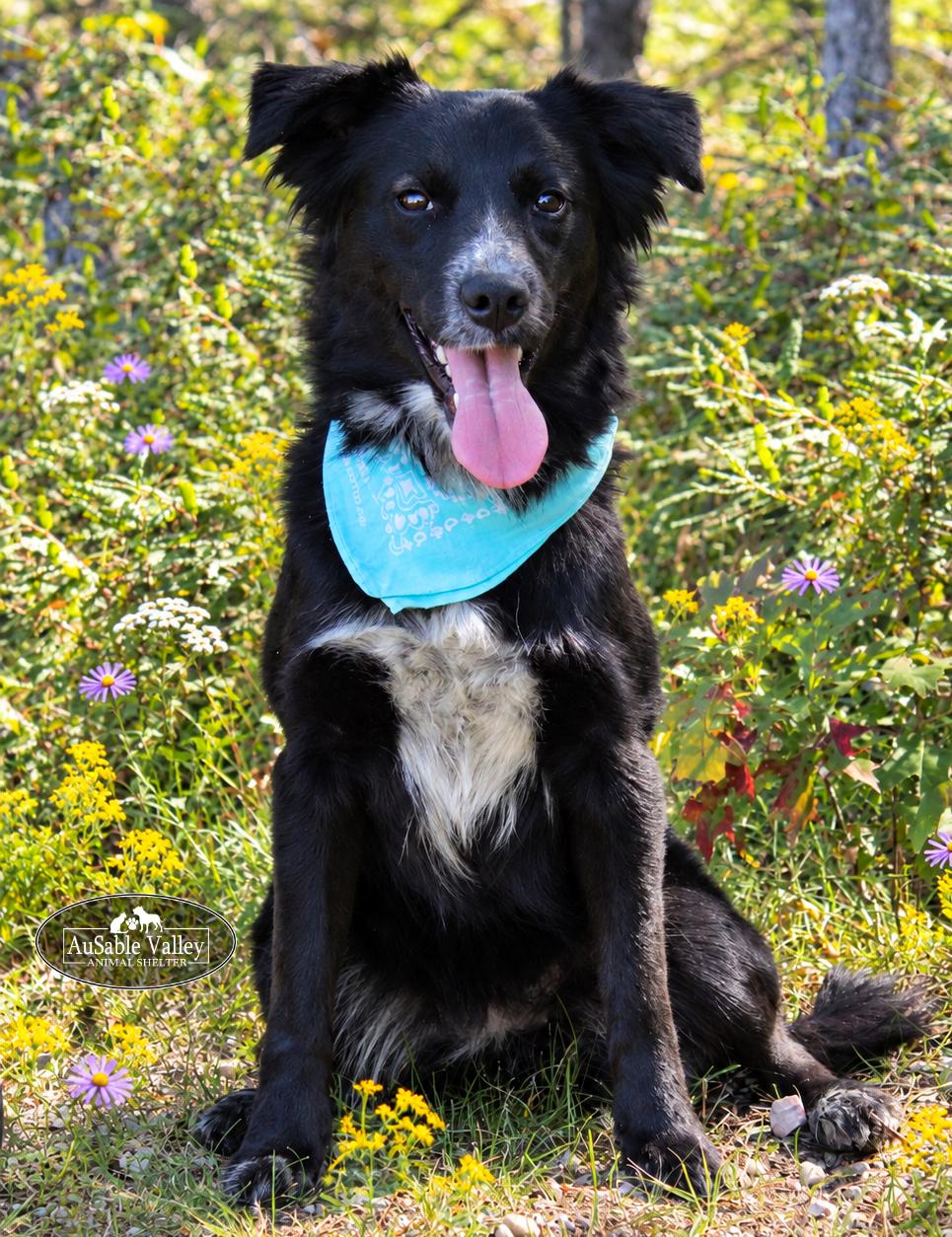 Misha, Adoptable, Adult Female Mixed Breed.