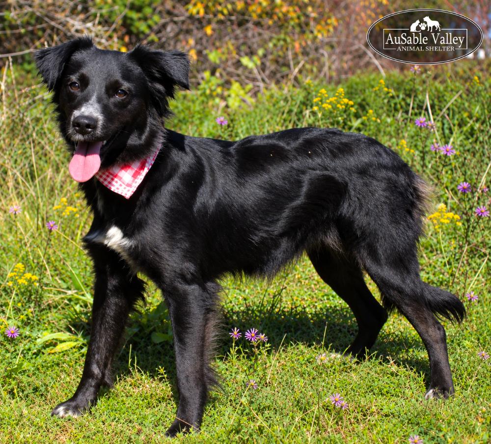 Enlarge Misha, a Adoptable mixed breed in Grayling, MI image 2/6