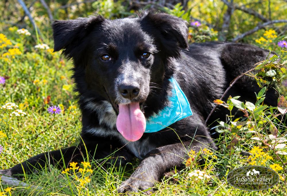 Enlarge Misha, a Adoptable mixed breed in Grayling, MI image 4/6