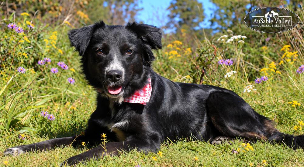 Enlarge Misha, a Adoptable mixed breed in Grayling, MI image 6/6
