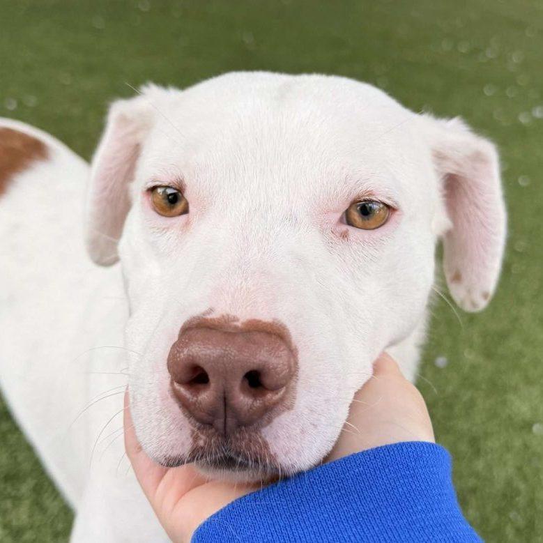 Lime, Adoptable, Young Male Mixed Breed.