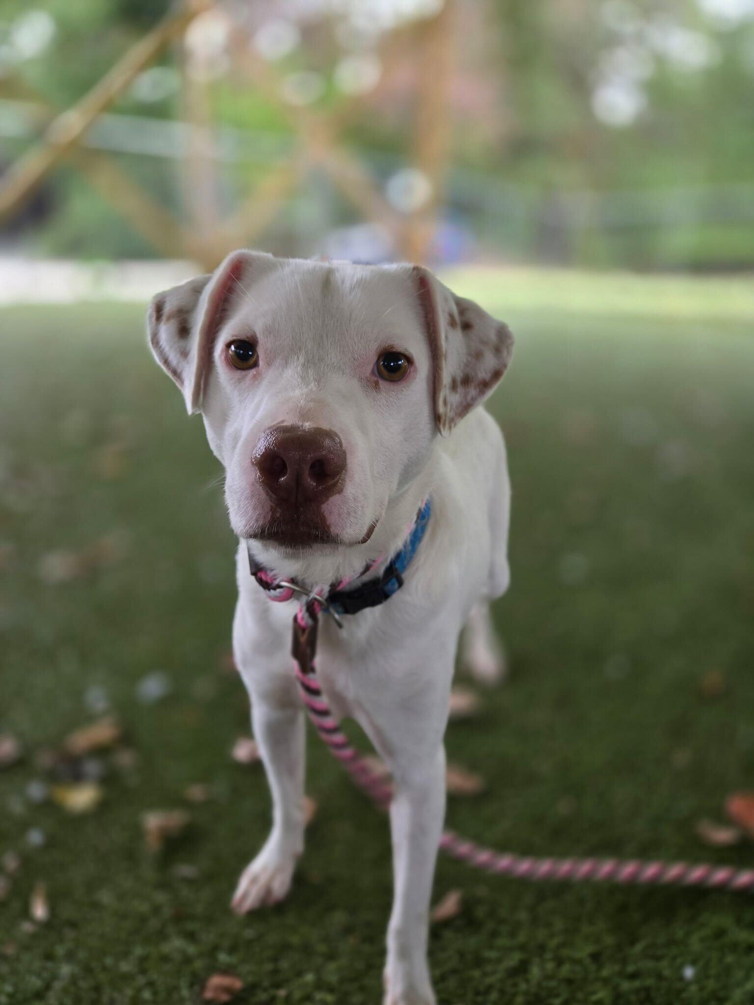 Lime, a Adoptable Mixed Breed in Media, PA image 2/3