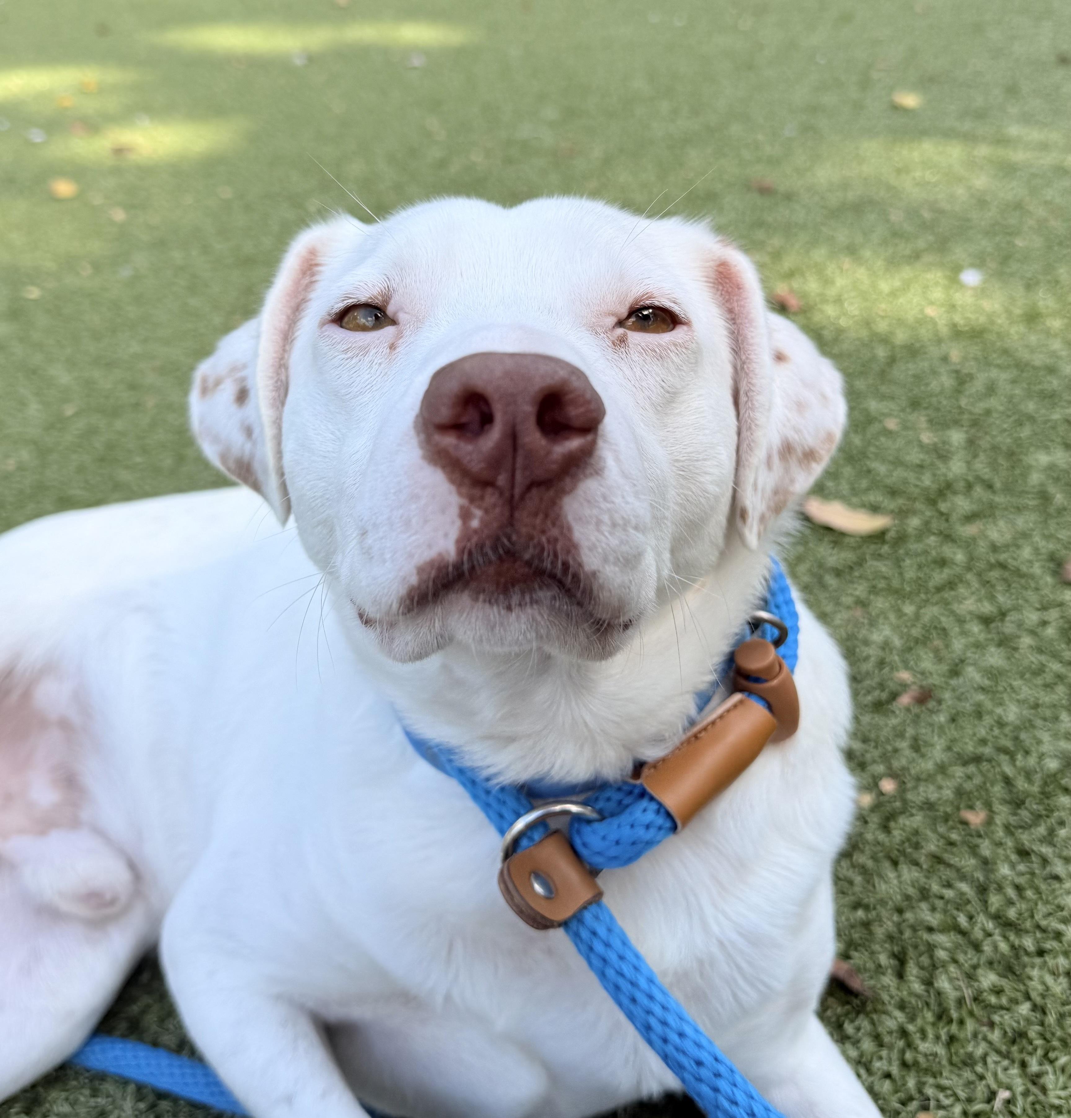 Lime, a Adoptable Mixed Breed in Media, PA image 3/3