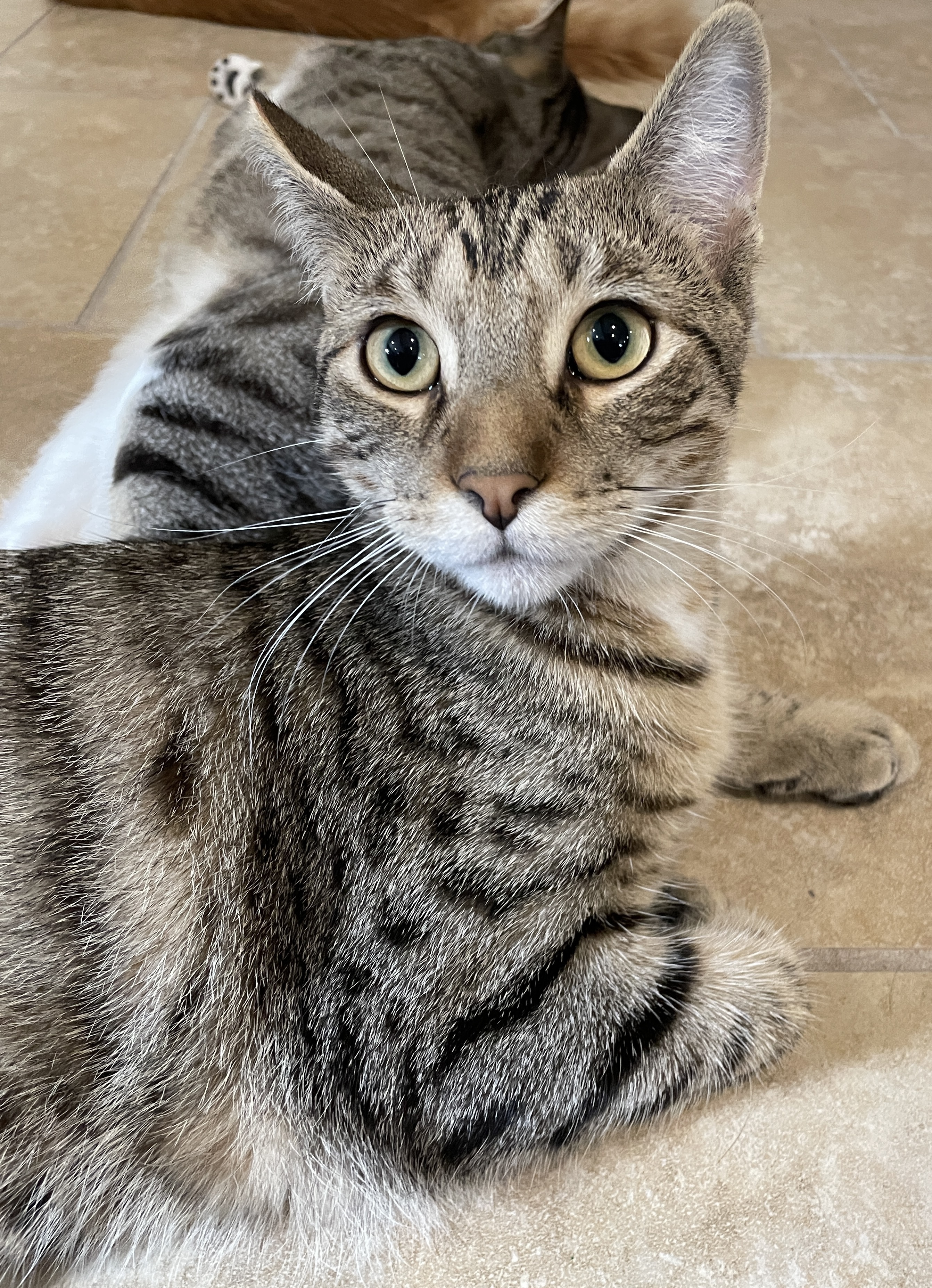 Flounder, a Adoptable Domestic Short Hair in Rochester, NY image 1/3