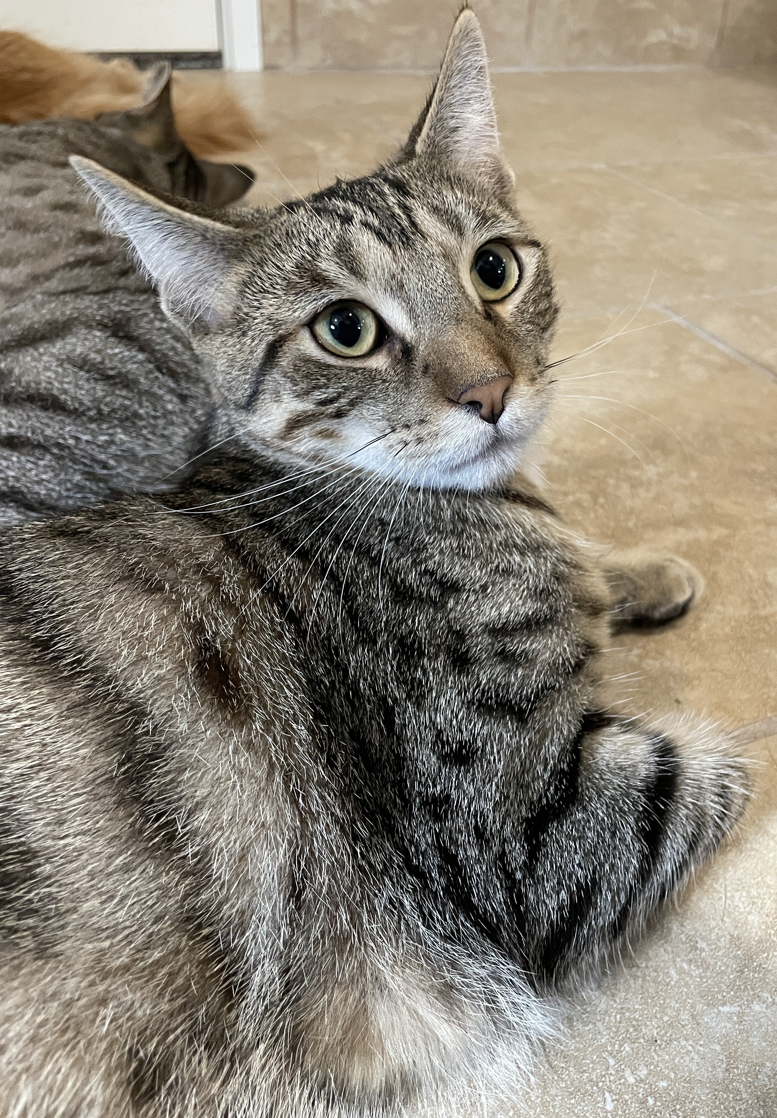 Flounder, a Adoptable Domestic Short Hair in Rochester, NY image 2/3