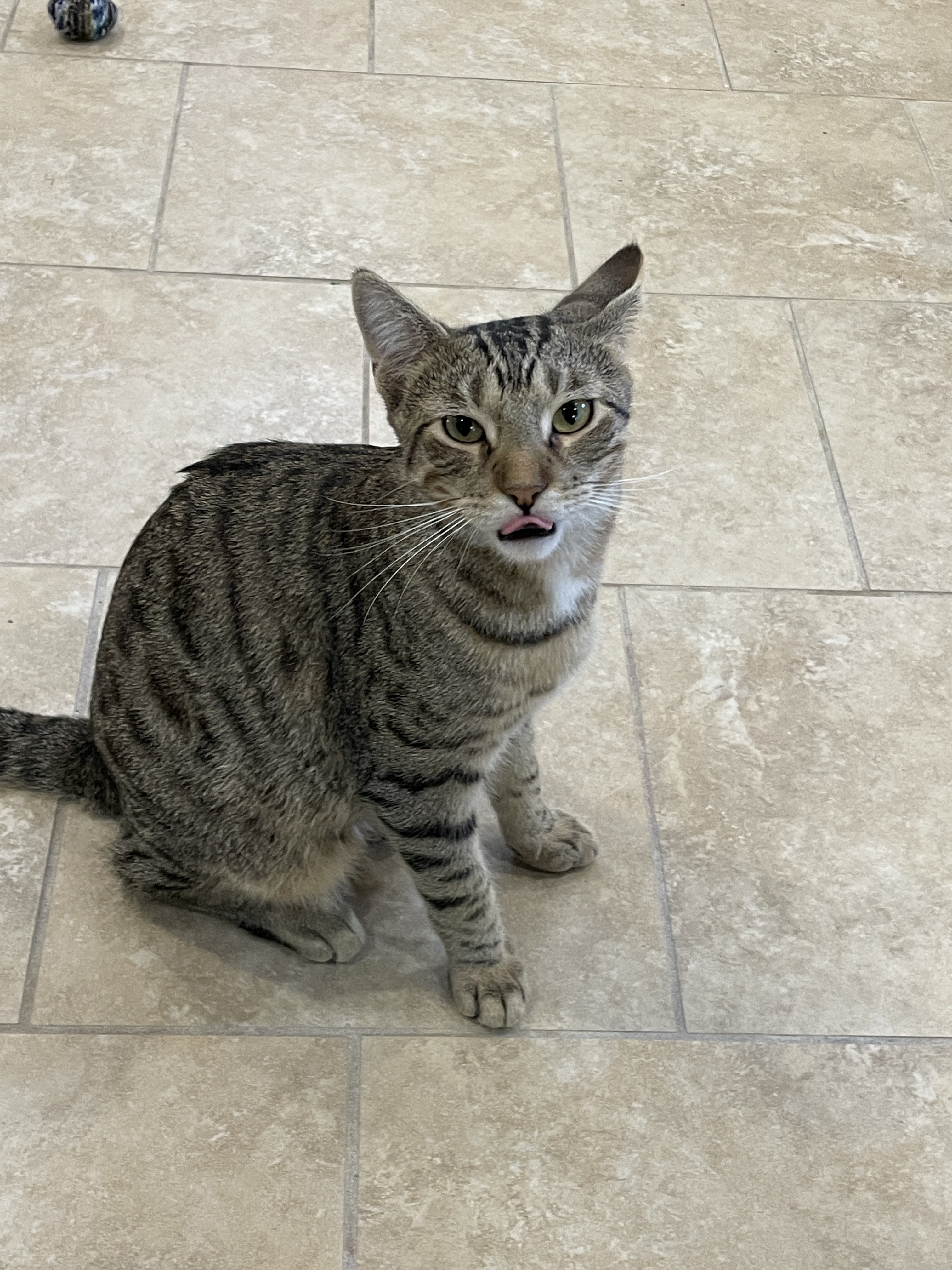 Flounder, a Adoptable Domestic Short Hair in Rochester, NY image 3/3