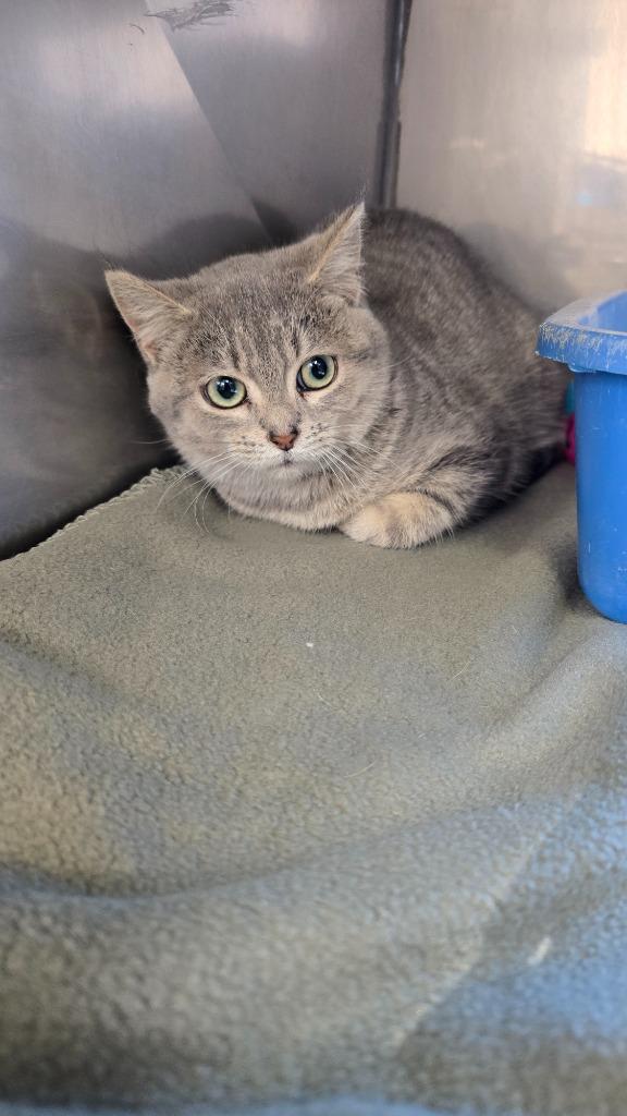 Enlarge Janelle, a Adopted mixed breed in Virginia, MN image 1/1