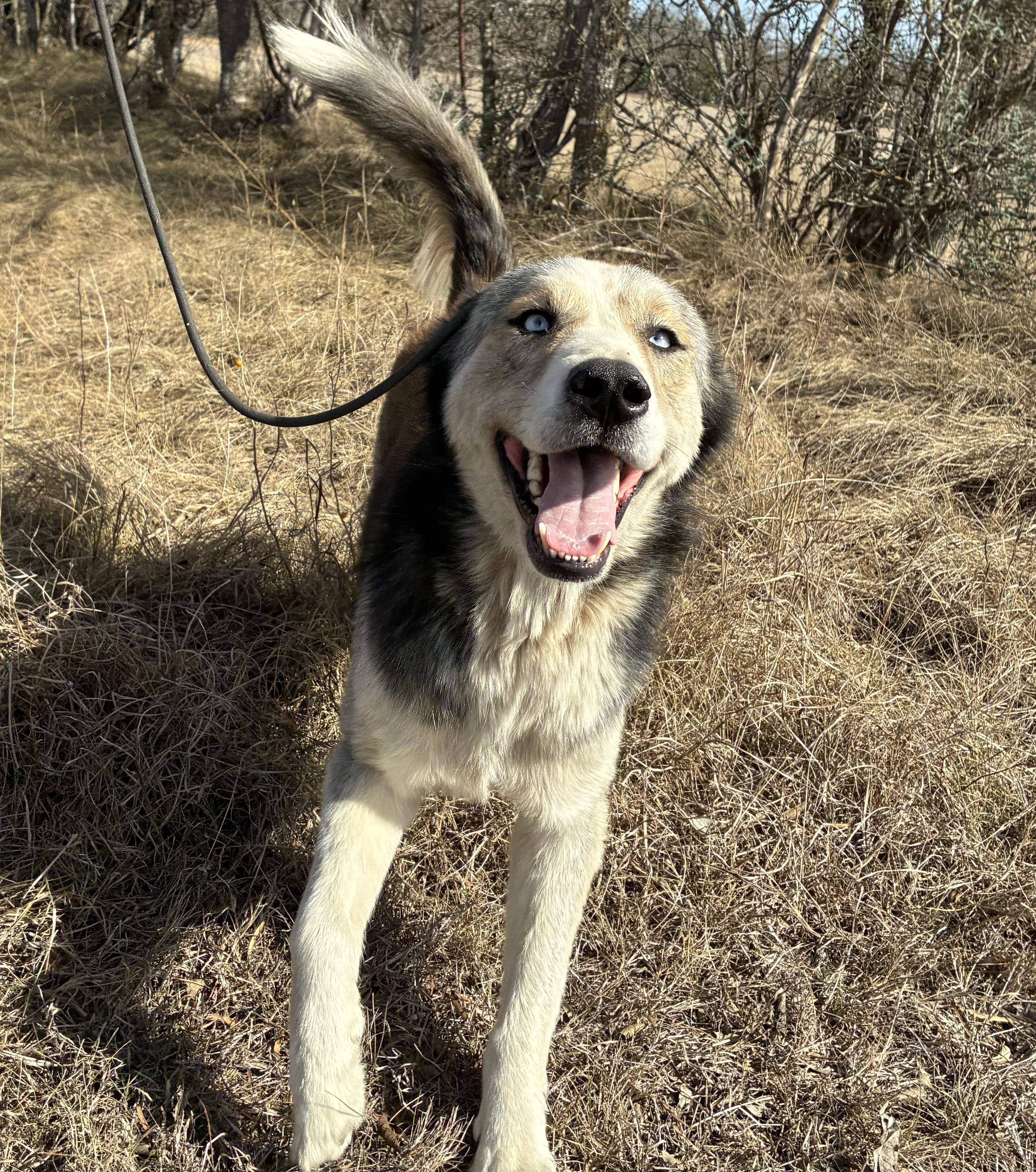 Enlarge Rally, a Adoptable mixed breed in St. Charles, MO image 4/6