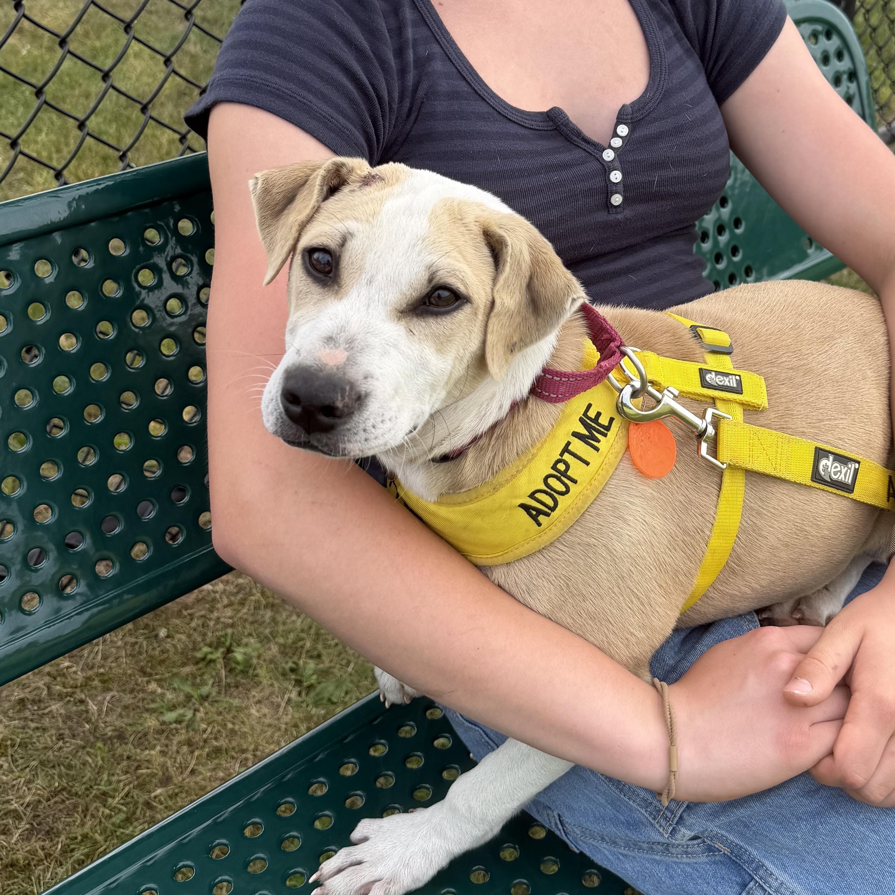 Enlarge Latoya, a Adoptable mixed breed in Ridgefield, CT image 6/6
