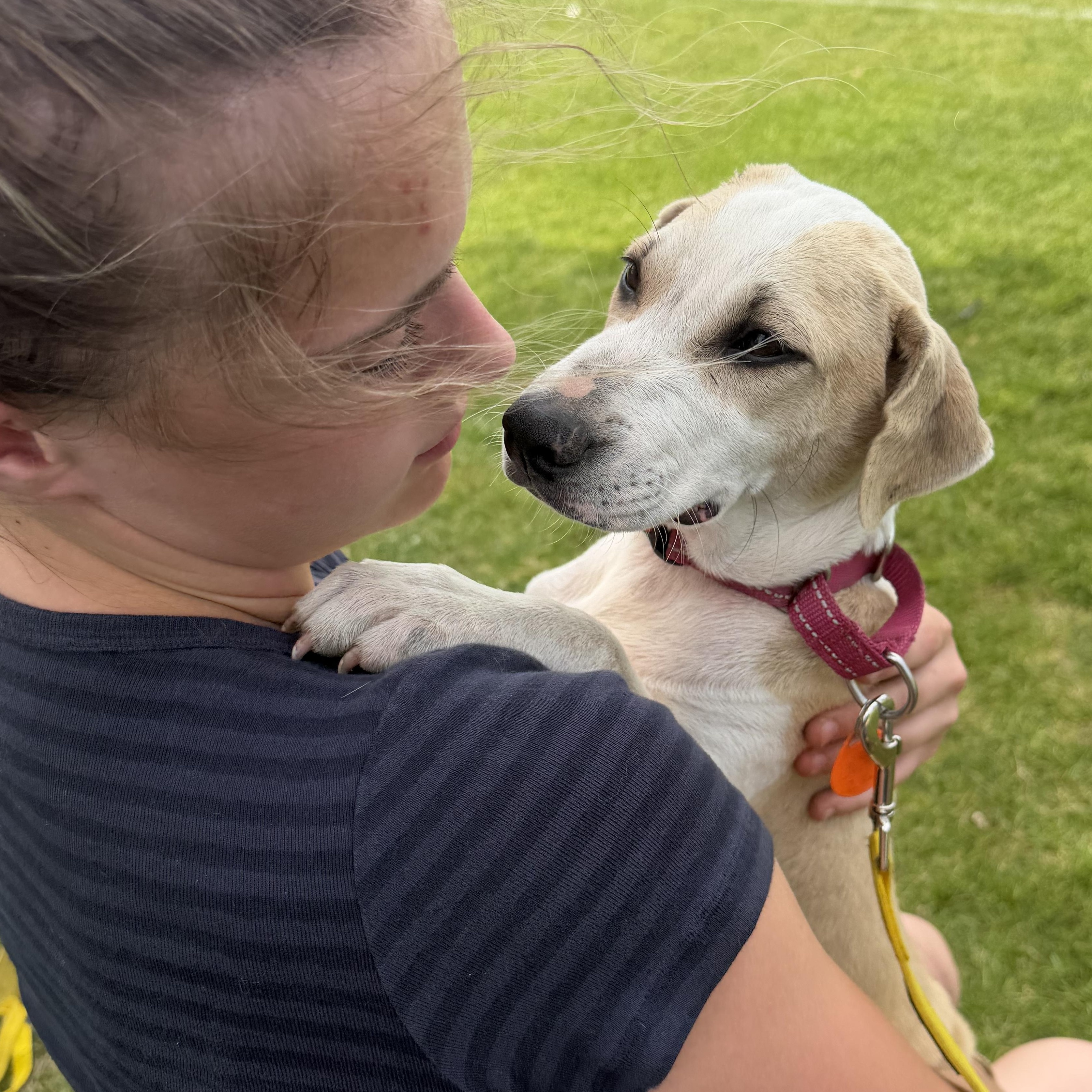 Latoya, Adoptable, Puppy Female Chihuahua & Labrador Retriever.