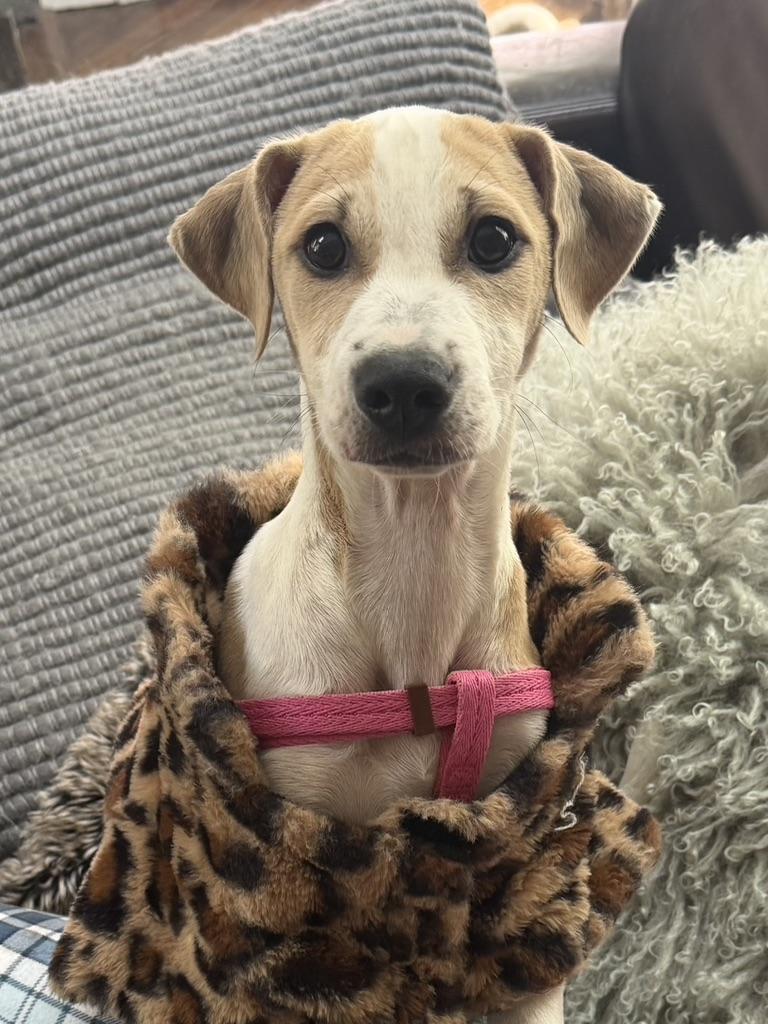 Enlarge Latoya, a Adoptable mixed breed in Ridgefield, CT image 3/6