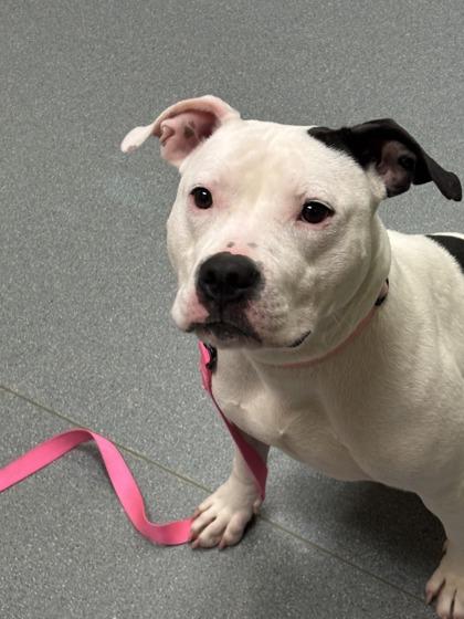 Enlarge Disco Ball, a Adoptable mixed breed in Maumee, OH image 1/1